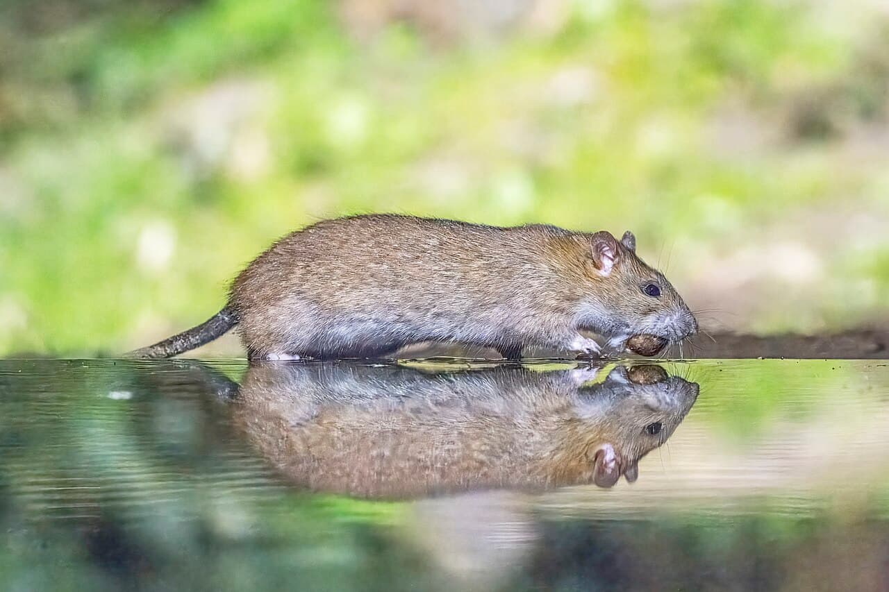 Rodent Control