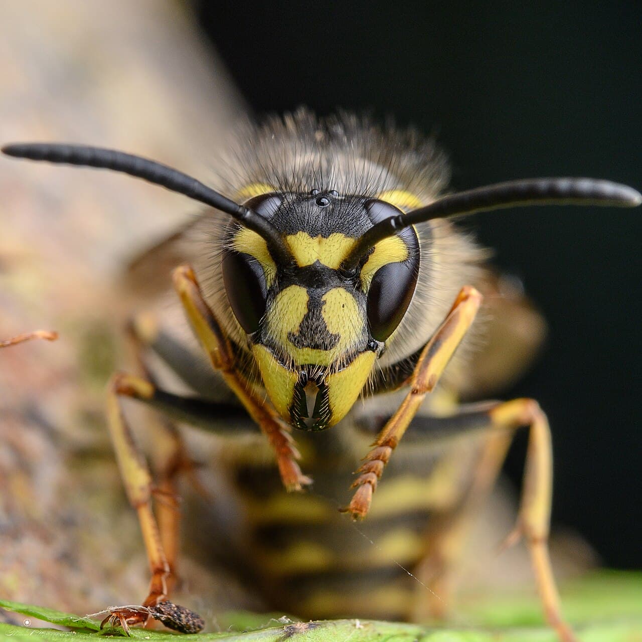 Wasp Control
