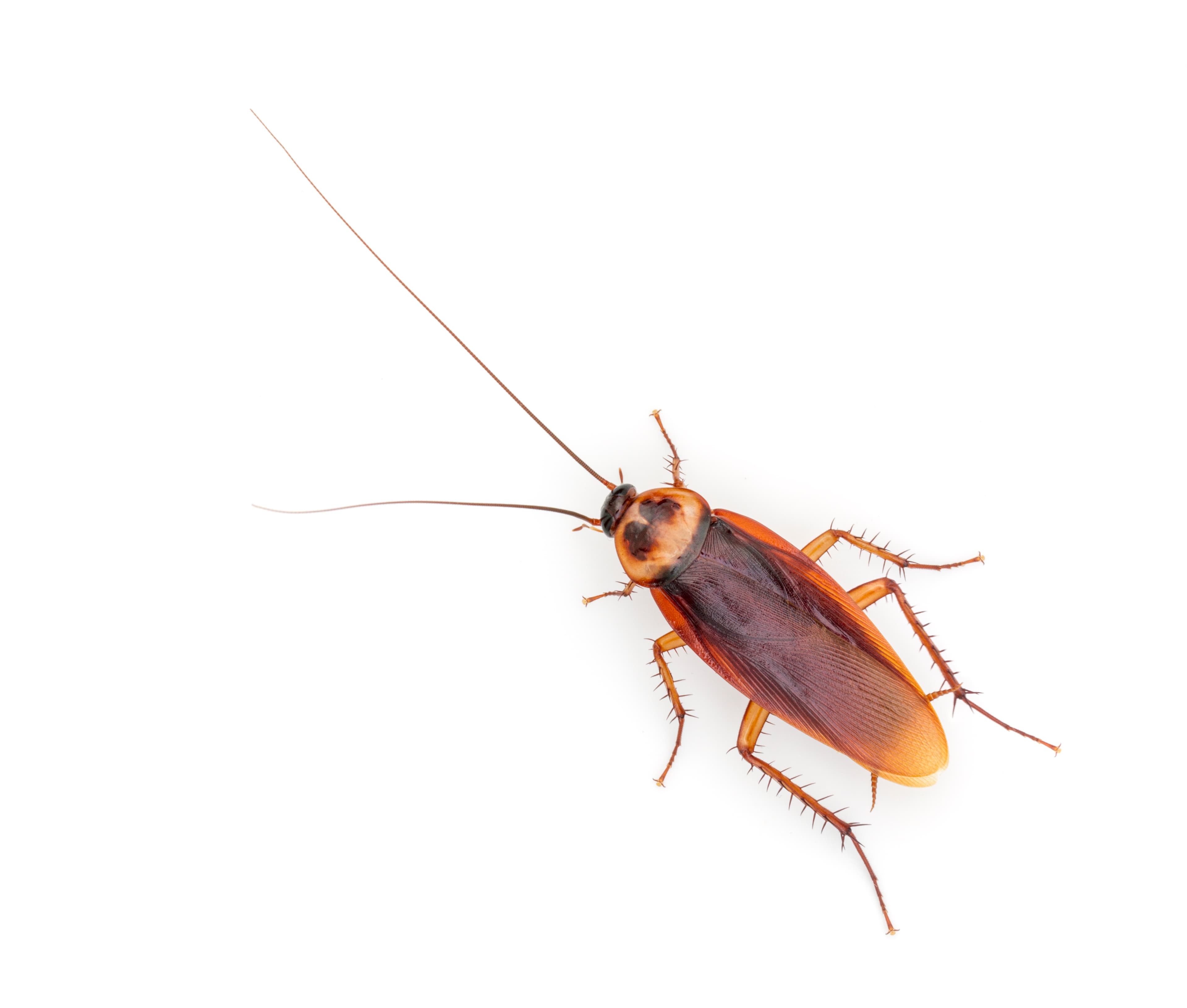 Cockroach Control in Winnipeg: The Complete Guide
