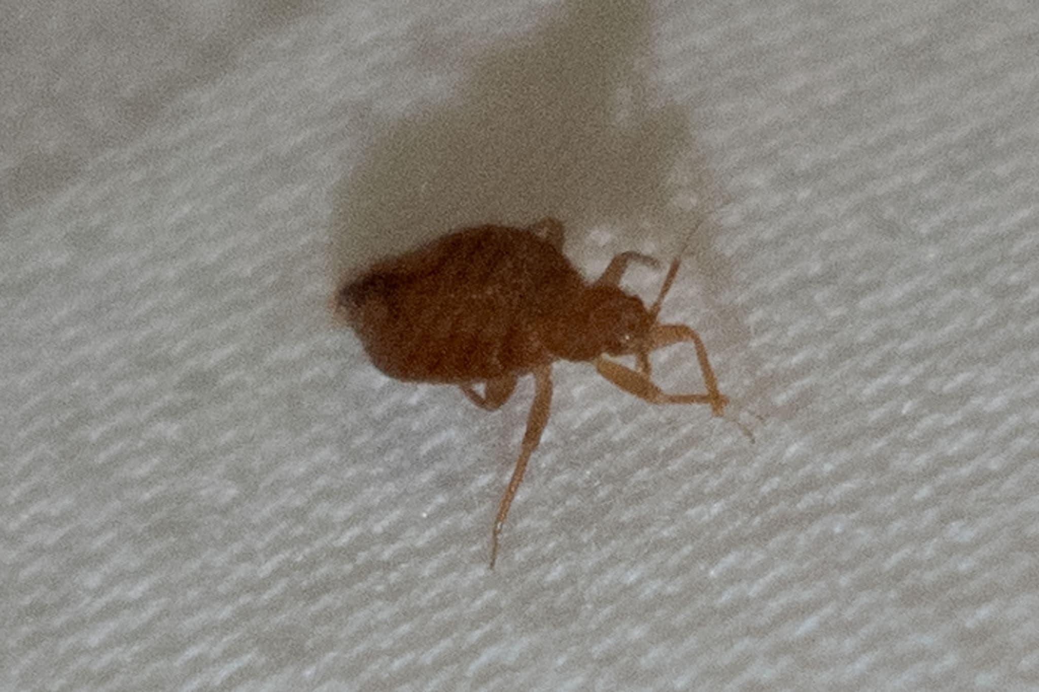 How to Check for Bed Bugs: Detection Techniques That Work Fast