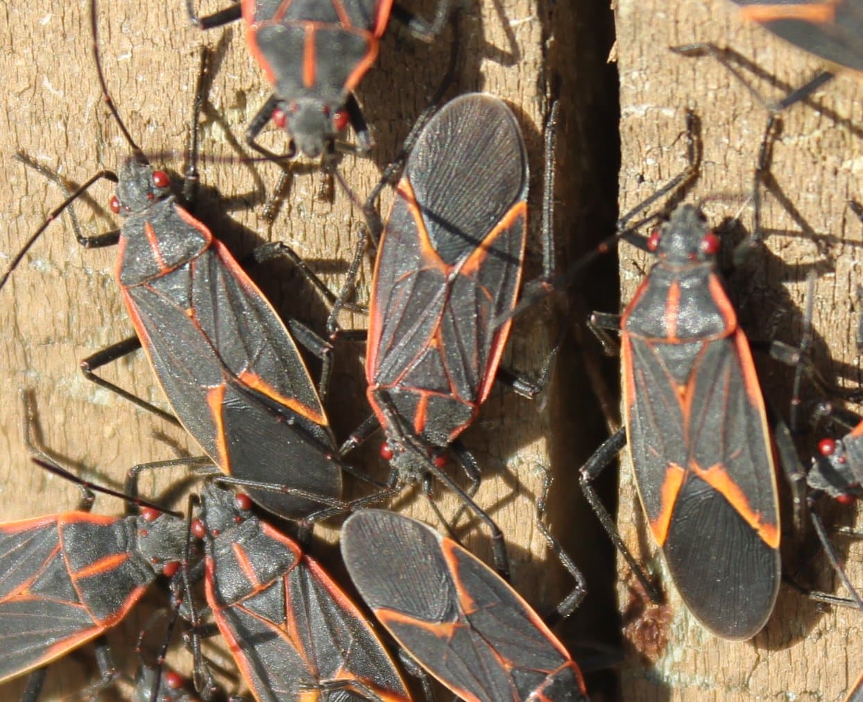 Maple Bugs in Manitoba: How to Get Rid of Boxelder Bugs