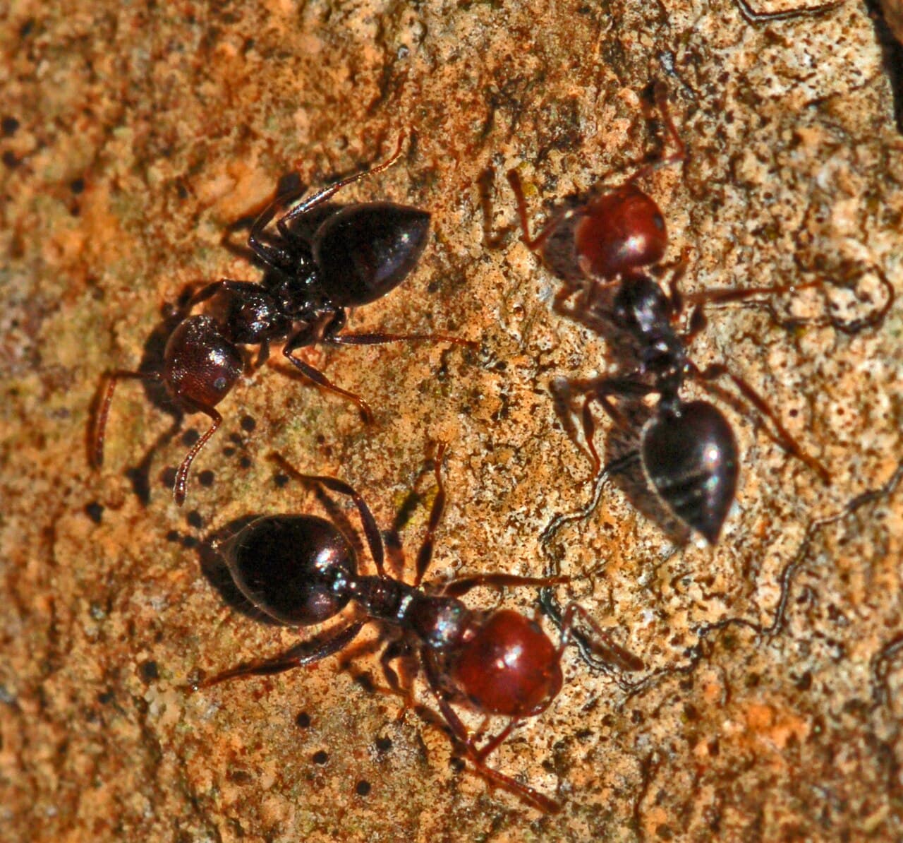 Acrobat Ant Control